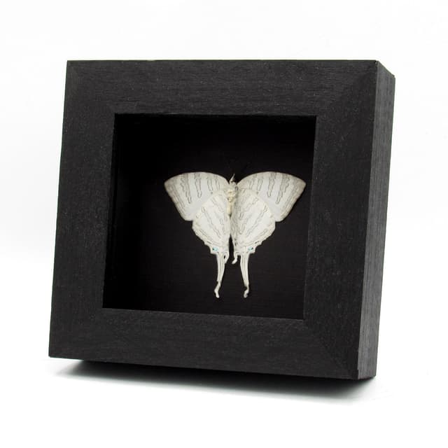 Real large white hairstreak butterfly framed taxidermy - Neomyrina nivea - female - Victorian mount