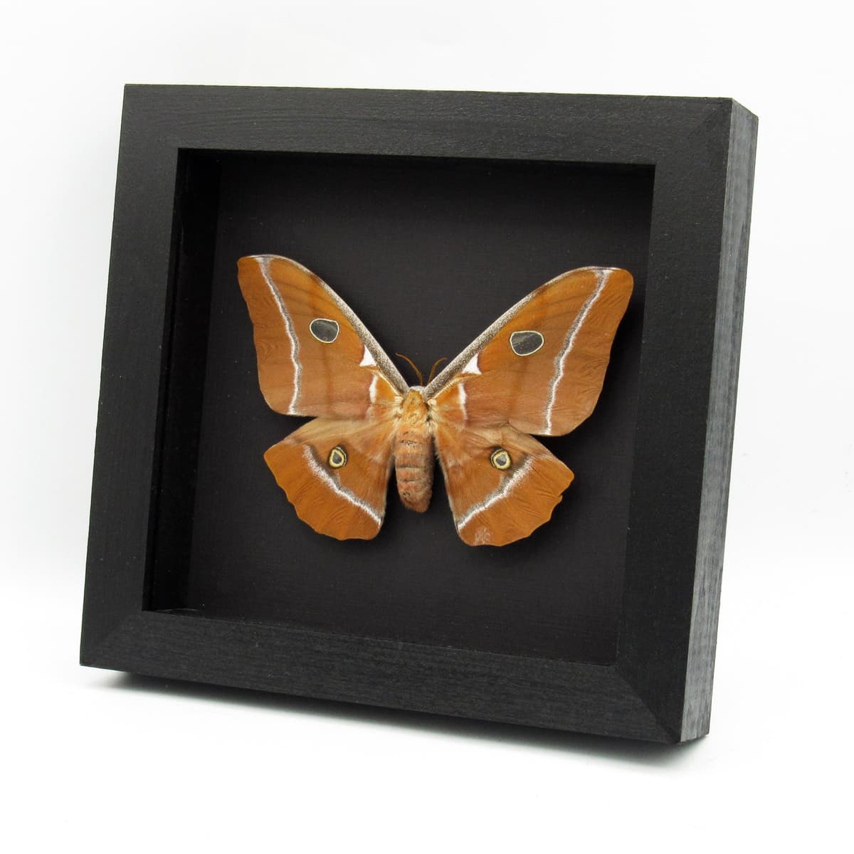 Very rare Giant Godman's Silkmoth framed taxidermy - Antheraea godmani - female - minor damage