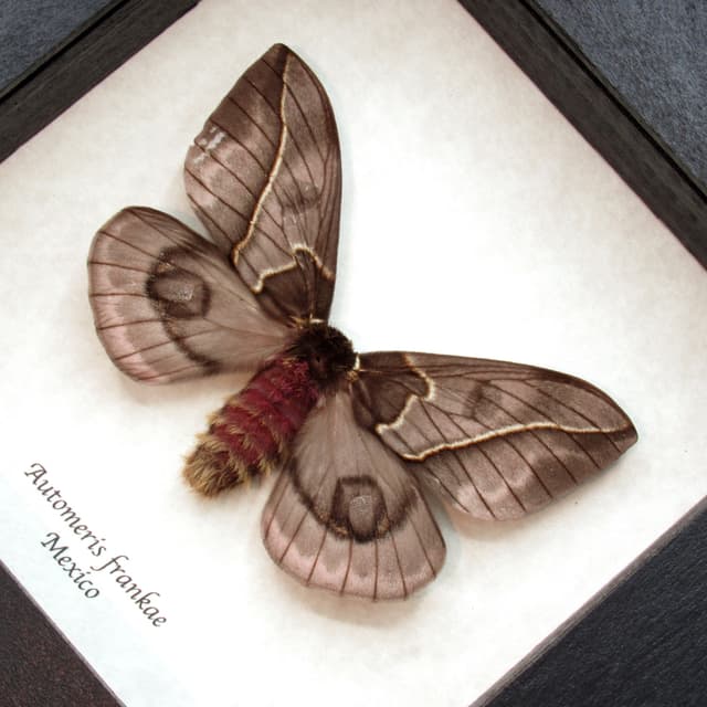 Rare pink Saturn moth framed taxidermy - Automeris frankae - female - minor damage/missing antenna