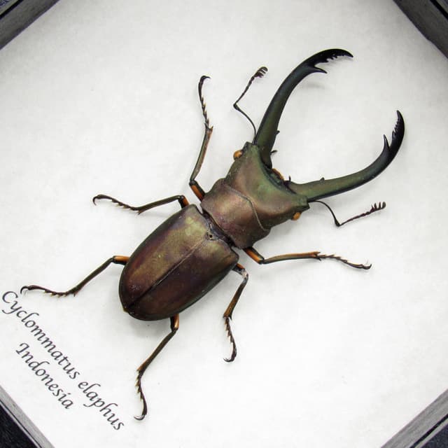 Real giant Stag beetle framed taxidermy - Cyclommatus elaphus