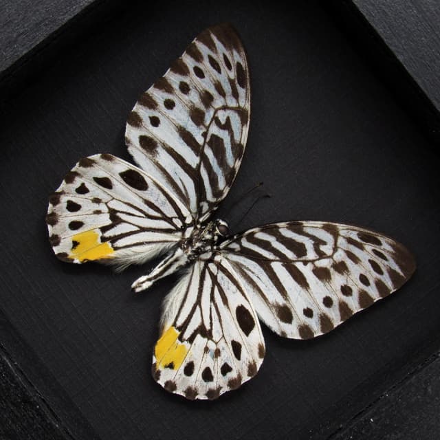 Real black and white butterfly framed - Graphium delesserti