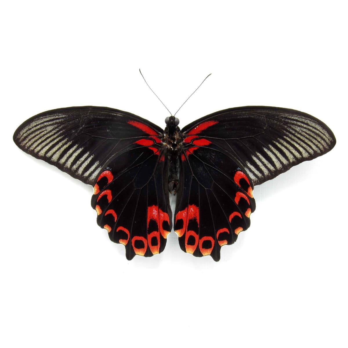 Real red Swallowtail butterfly framed taxidermy - Papilio deiphobus deiphontes - Victorian mount