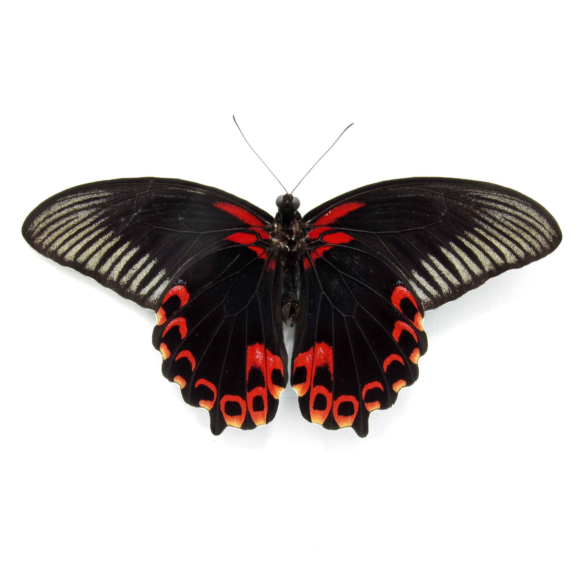Real red Swallowtail butterfly framed taxidermy - Papilio deiphobus deiphontes - Victorian mount