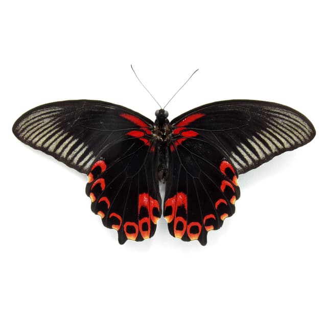 Real red Swallowtail butterfly framed taxidermy - Papilio deiphobus deiphontes - Victorian mount