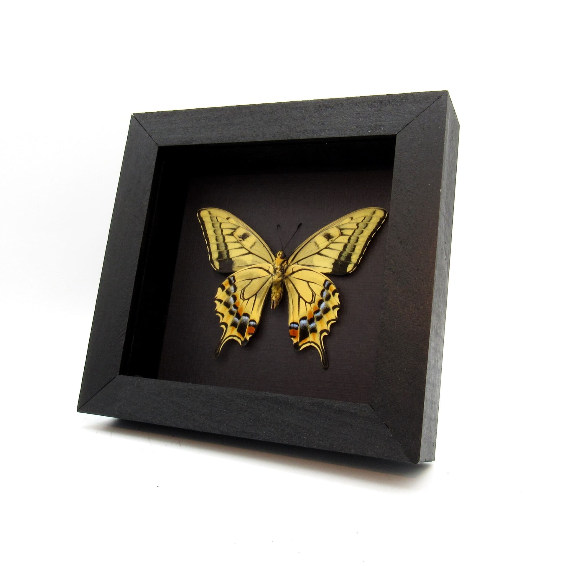 Rare Old World Swallowtail butterfly framed taxidermy - Papilio machaon hippocrates