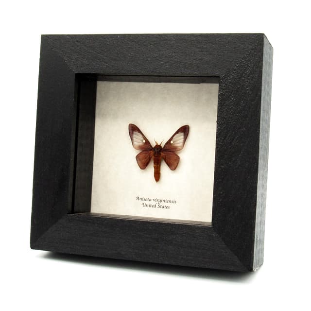 Real Pink Striped Oakworm Moth framed taxidermy - Anisota virginiensis