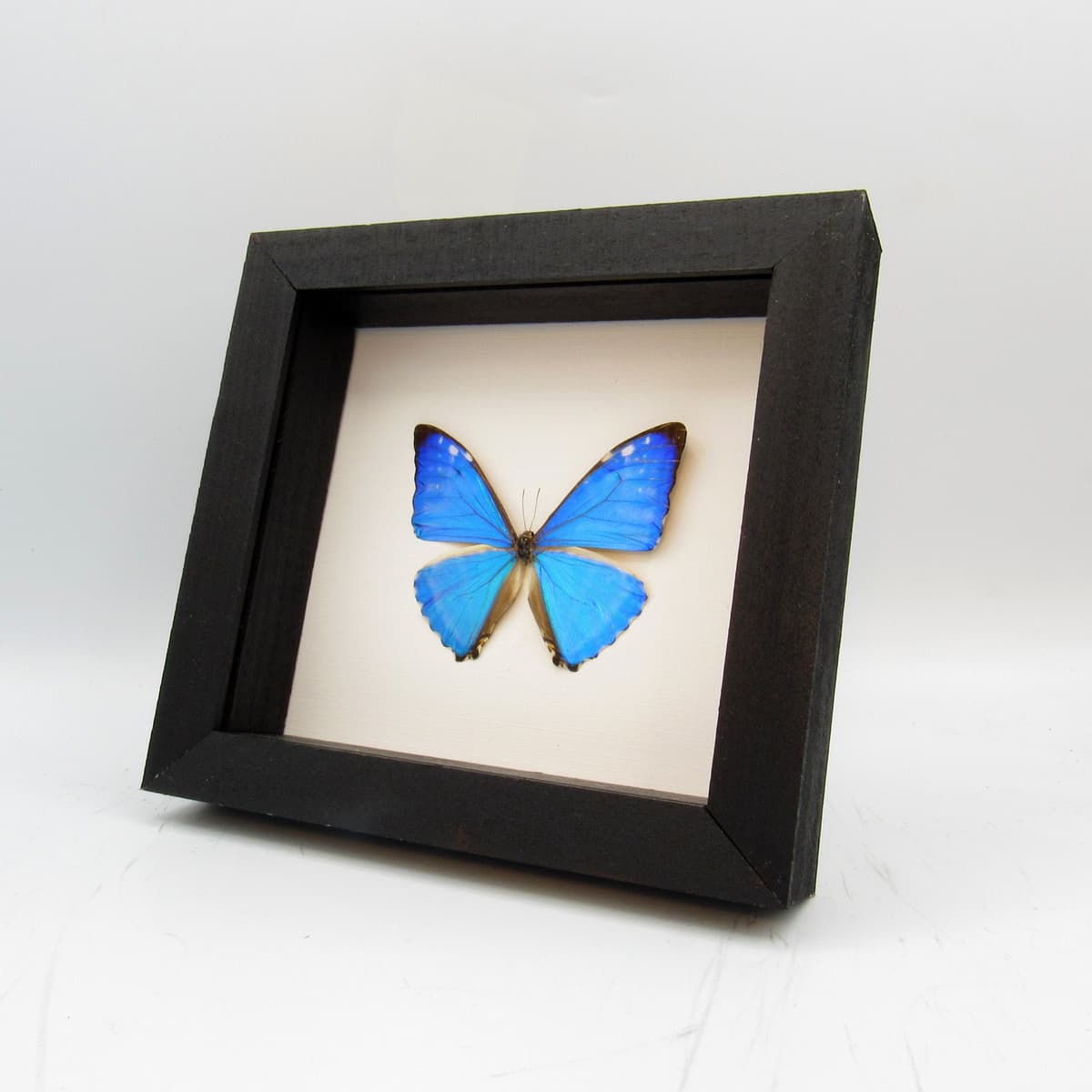Real iridescent blue butterfly framed taxidermy - Morpho zephyritis