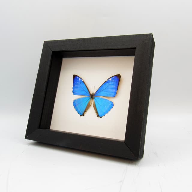 Real iridescent blue butterfly framed taxidermy - Morpho zephyritis