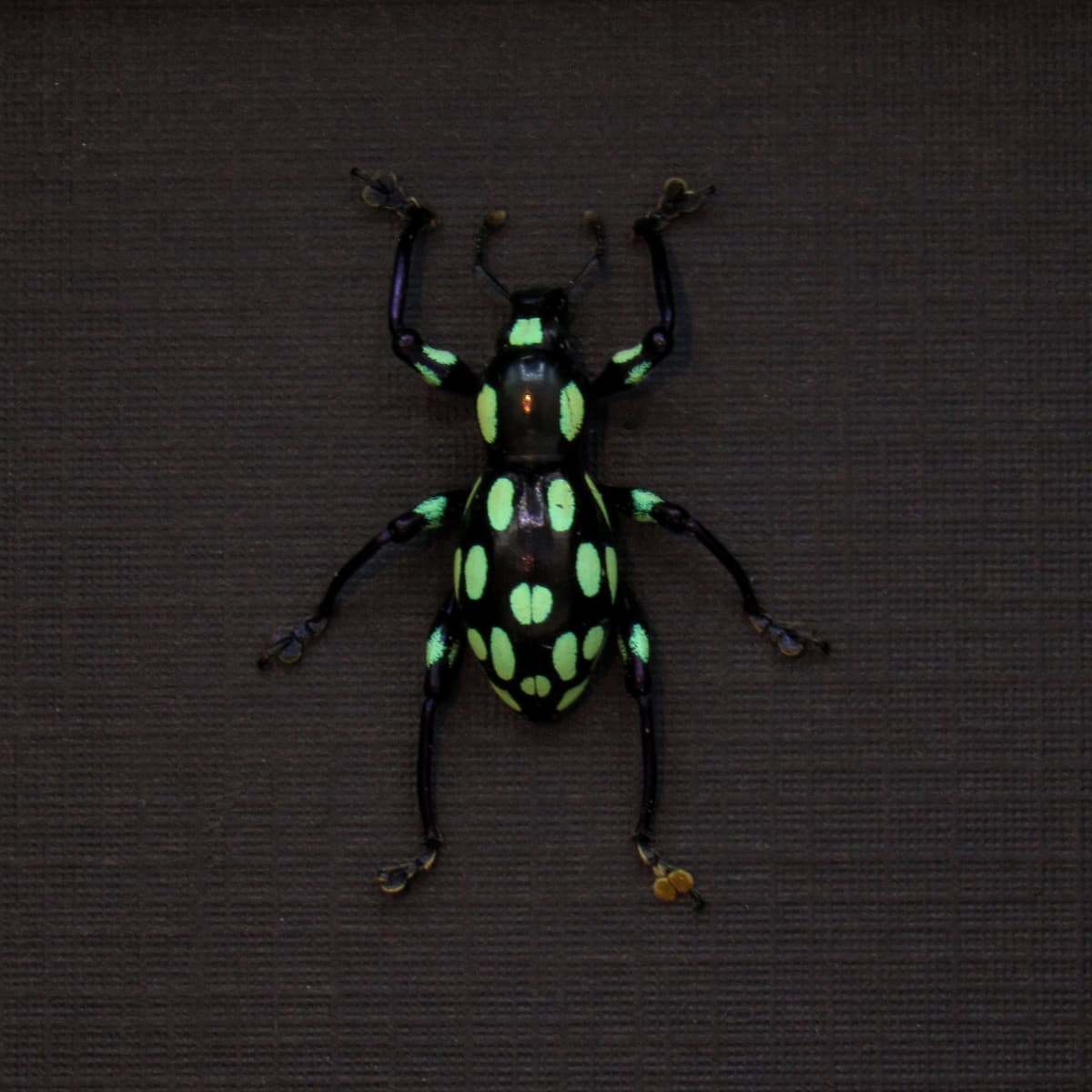 WEEVIL MANIA - Real green beetle framed taxidermy - Pachyrhynchus apicatus