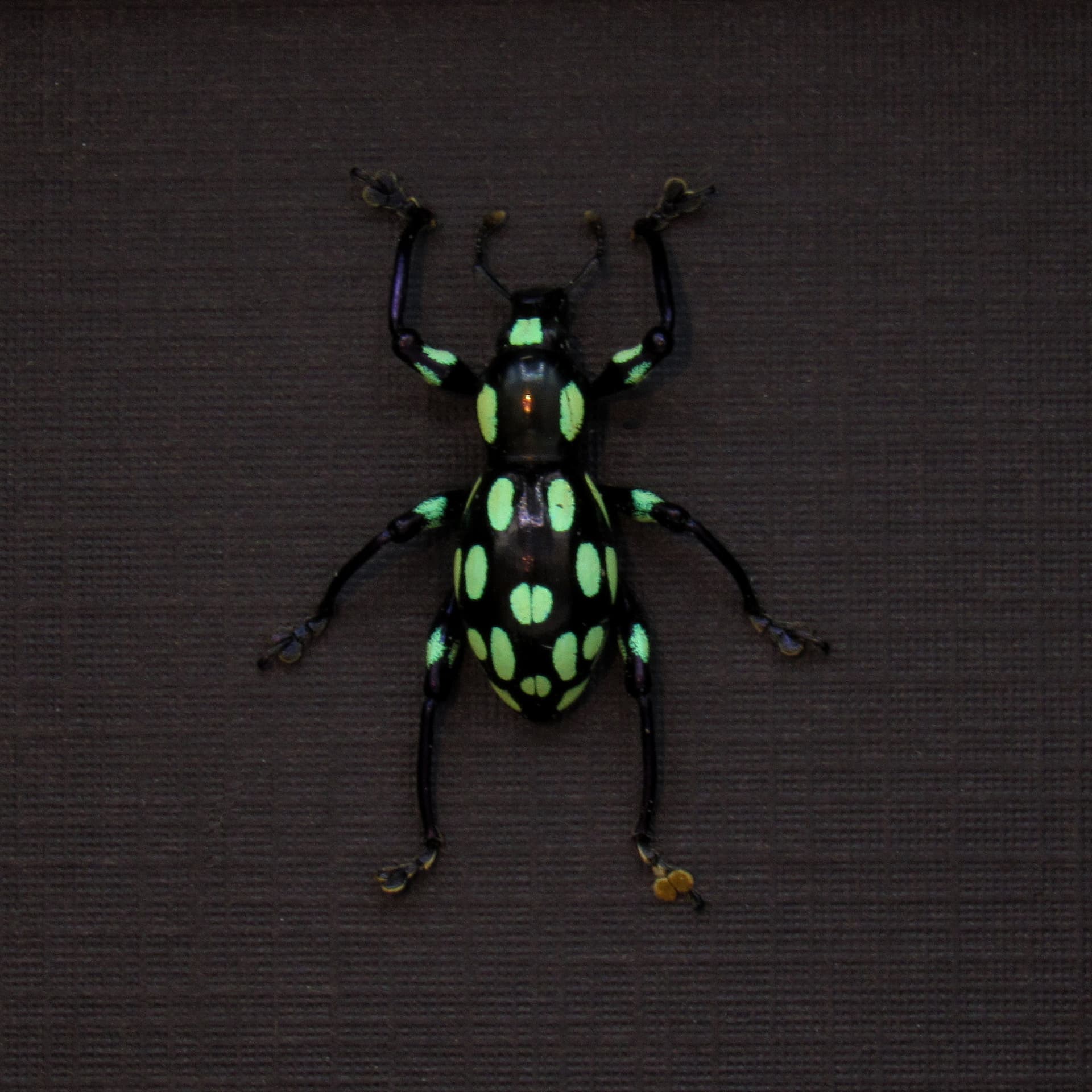 WEEVIL MANIA - Real green beetle framed taxidermy - Pachyrhynchus apicatus