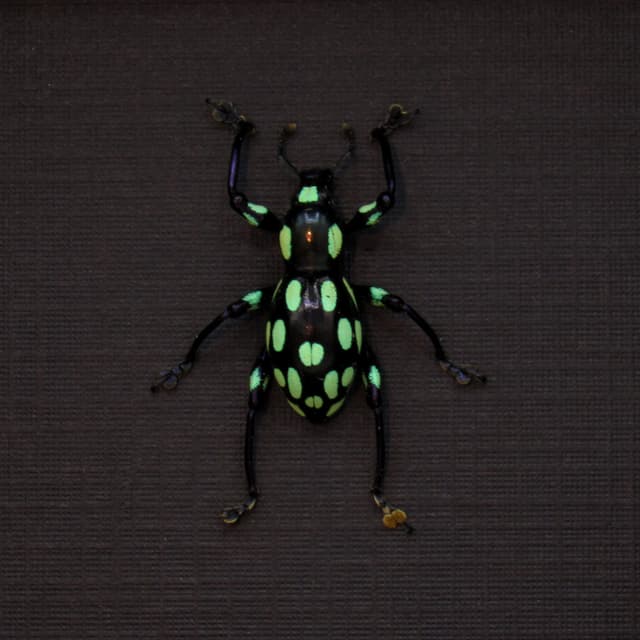WEEVIL MANIA - Real green beetle framed taxidermy - Pachyrhynchus apicatus