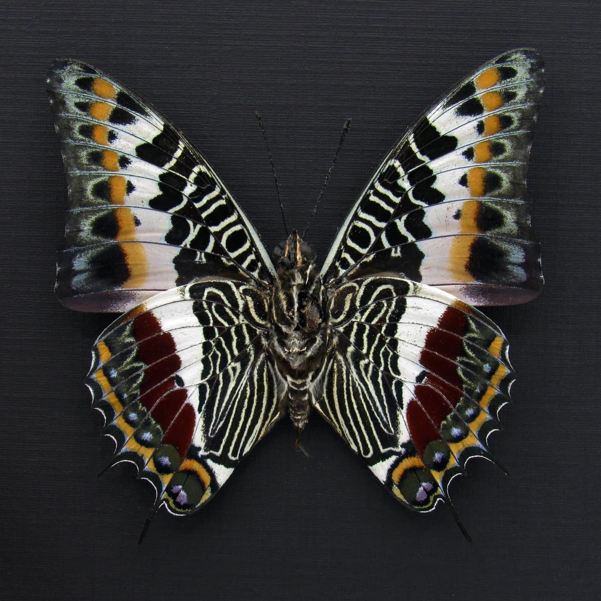 Real Giant Emperor butterfly framed taxidermy - Charaxes castor