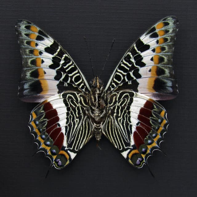 Real Giant Emperor butterfly framed taxidermy - Charaxes castor