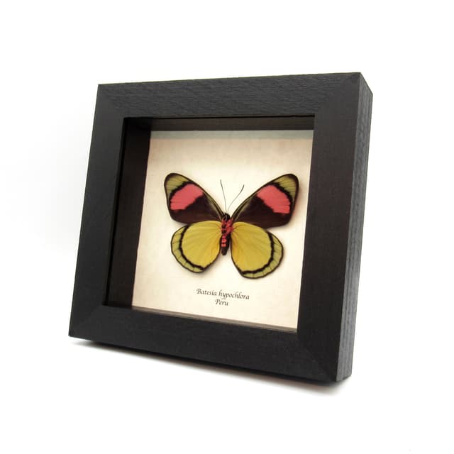 Real pink butterfly framed taxidermy - Batesia hypochlora - large female
