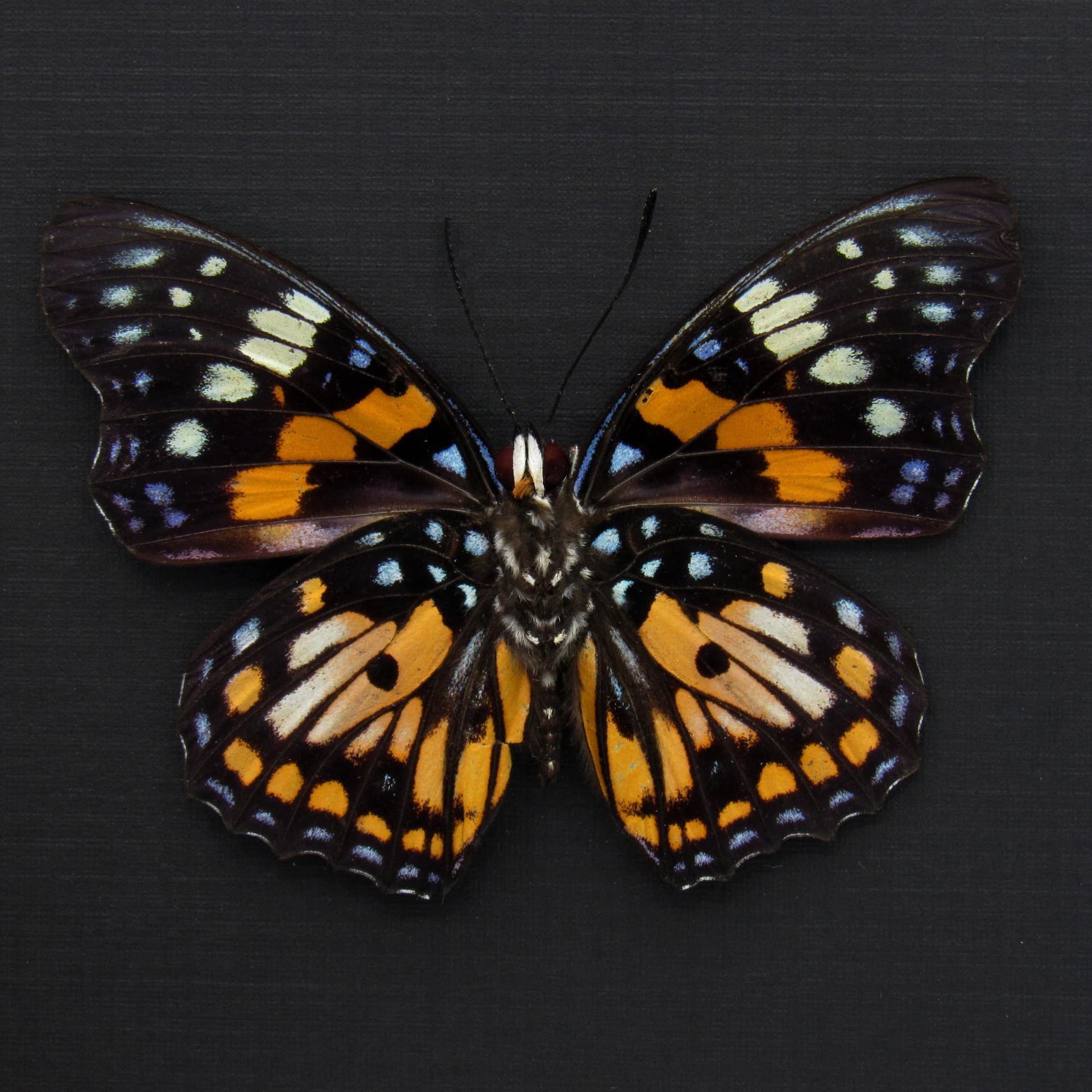Real framed taxidermy stained glass butterfly - Sephisa chandra