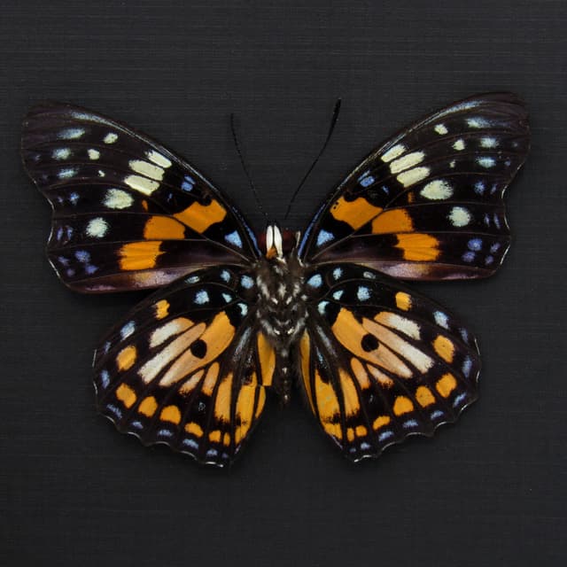 Real framed taxidermy stained glass butterfly - Sephisa chandra