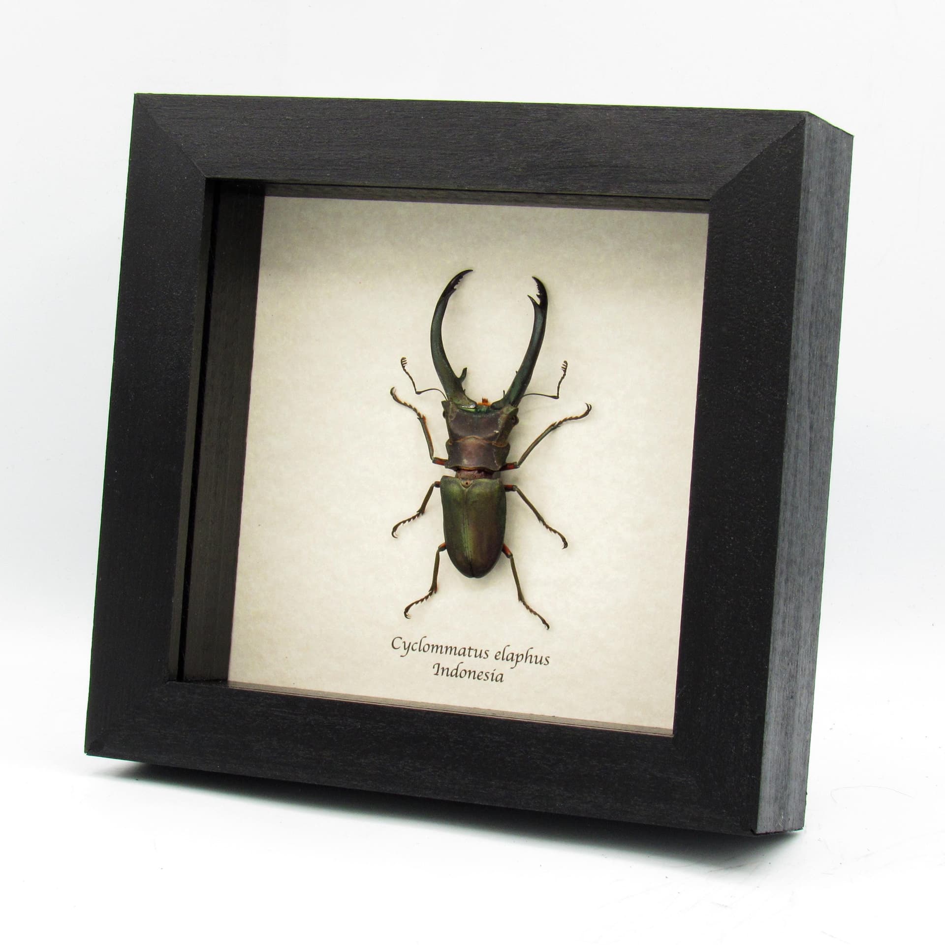 Real giant Stag beetle framed taxidermy - Cyclommatus elaphus