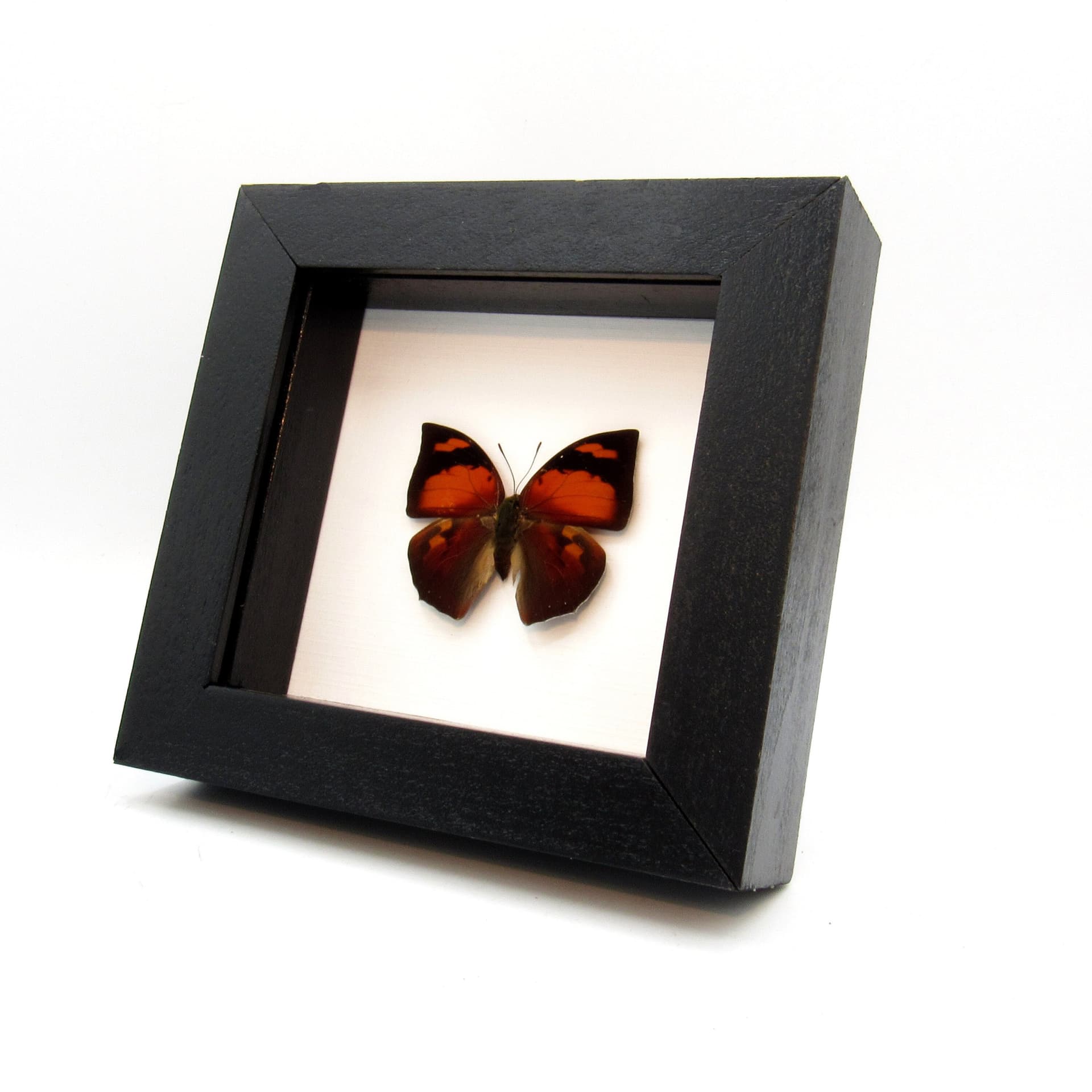 Real red butterfly framed taxidermy - Anaea ryphea