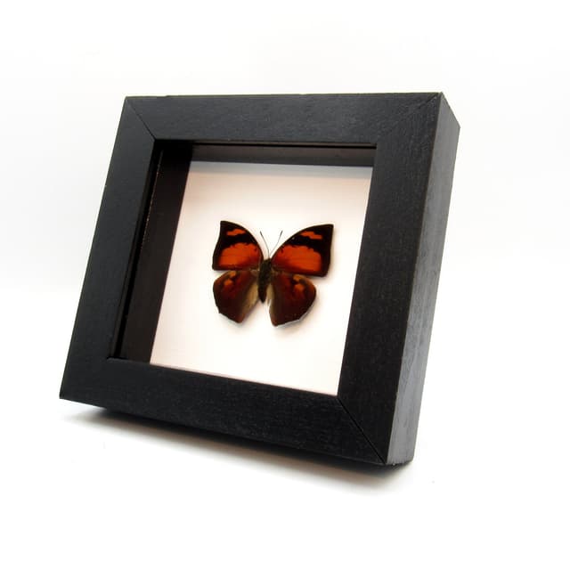 Real red butterfly framed taxidermy - Anaea ryphea