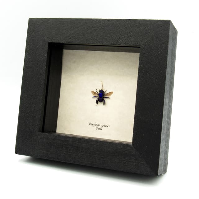 Rare purple Orchid Bee framed taxidermy - Euglossa species - extended proboscis