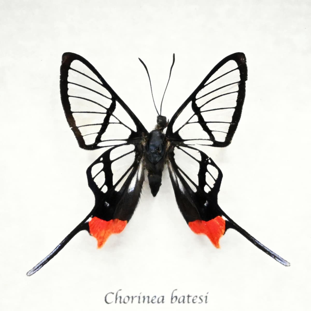 Rare Clearwing butterfly framed taxidermy - Chorinea batesi