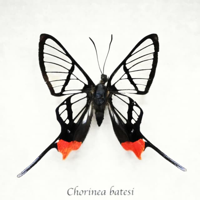 Rare Clearwing butterfly framed taxidermy - Chorinea batesi