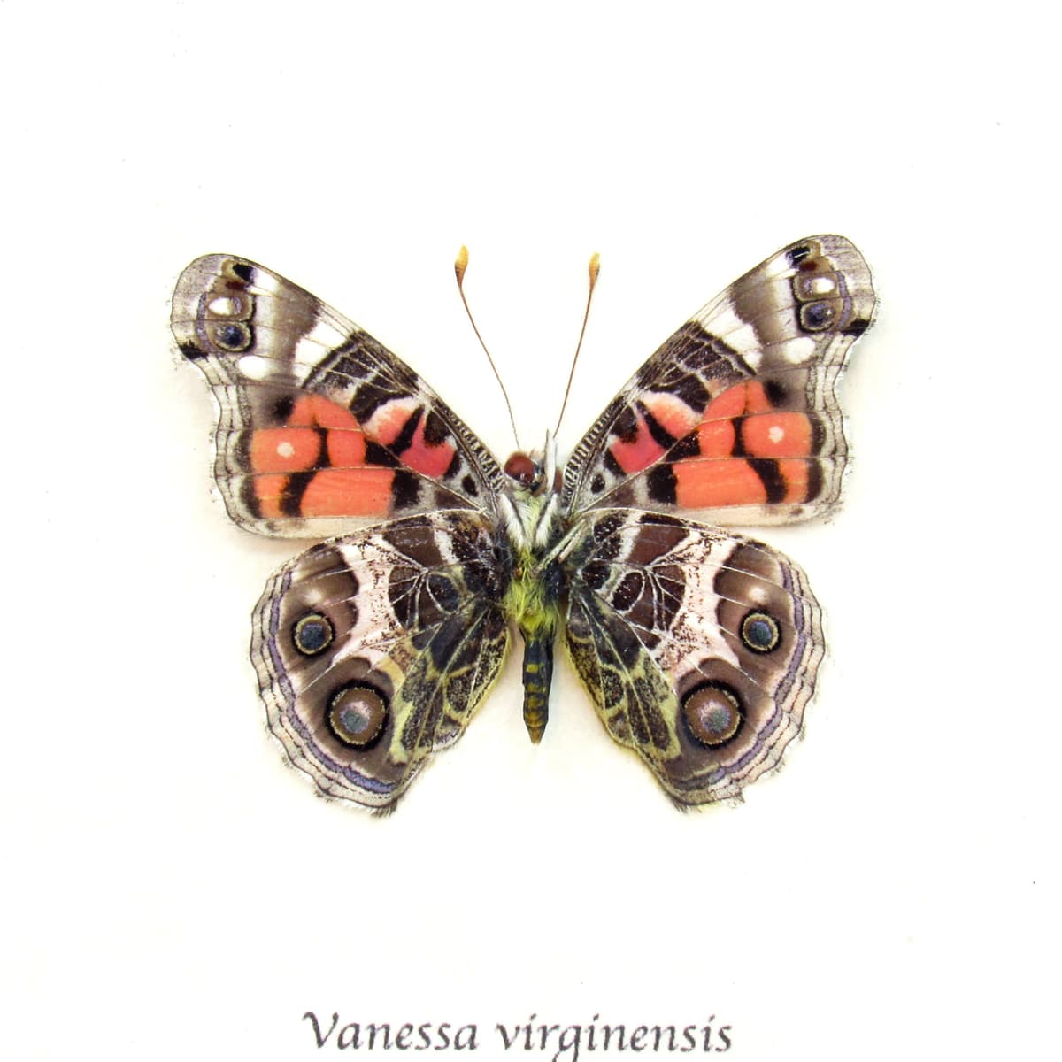 Real American Lady butterfly framed taxidermy - Vanessa virginensis