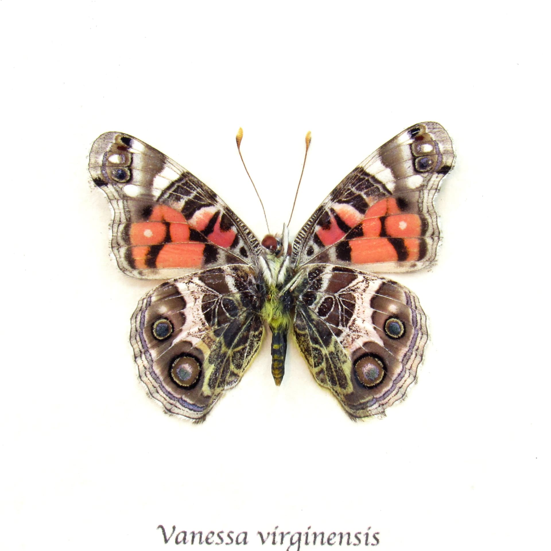 Real American Lady butterfly framed taxidermy - Vanessa virginensis