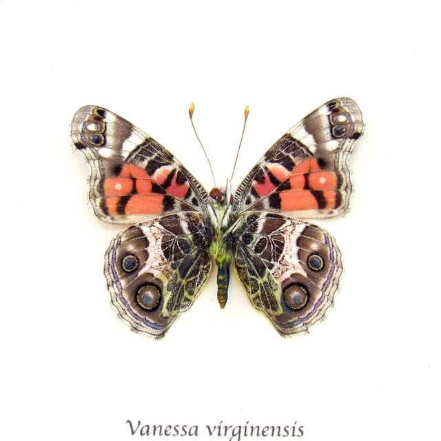 Real American Lady butterfly framed taxidermy - Vanessa virginensis