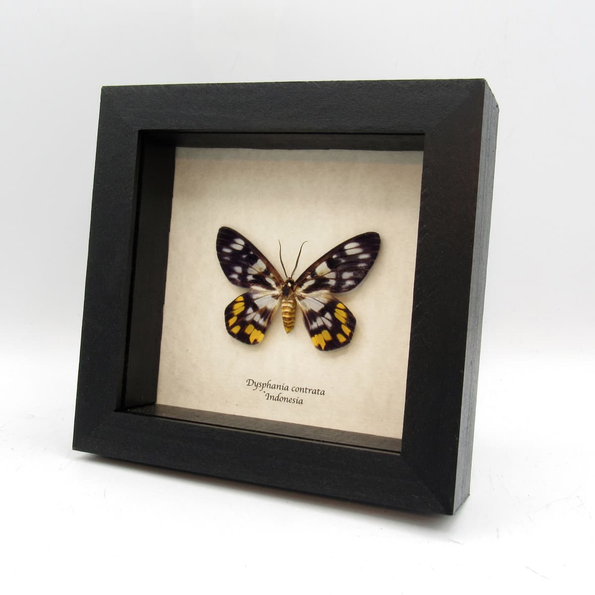 Real yellow False Tiger moth framed taxidermy - Dysphania contrata - female