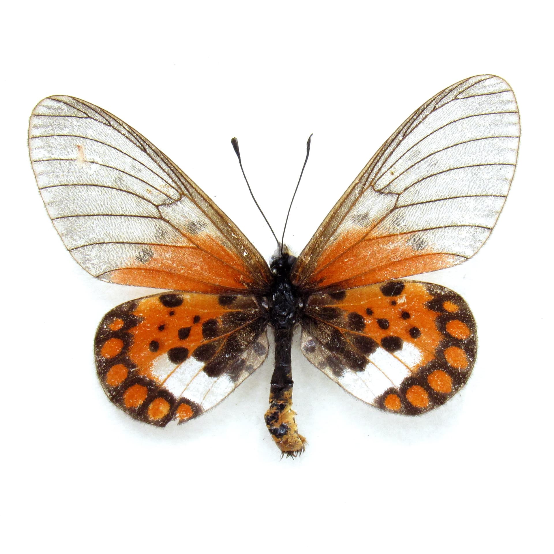 Real African Glasswing butterfly framed specimen - Acraea leucographa