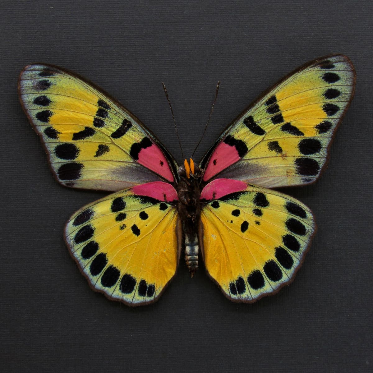 Rare fuchsia True Forester butterfly framed taxidermy - Euphaedra sarcoptera - large female
