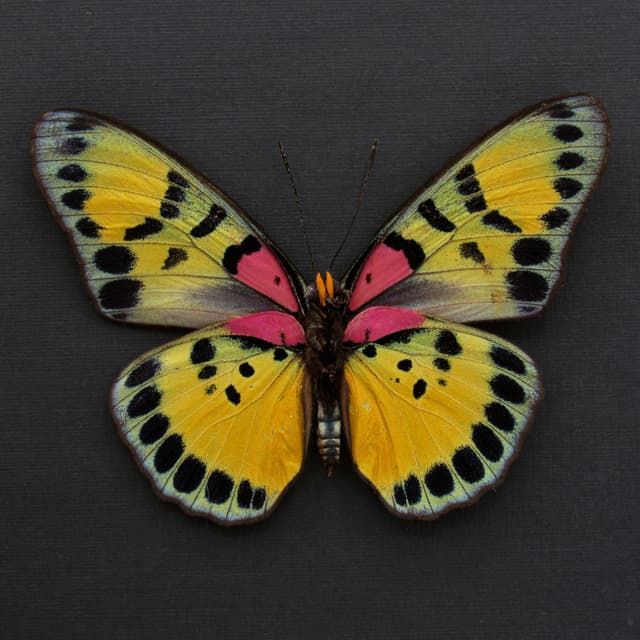 Rare fuchsia True Forester butterfly framed taxidermy - Euphaedra sarcoptera - large female