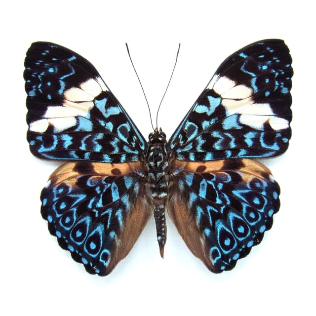 Real blue Cracker butterfly framed taxidermy - Hamadryas arinome