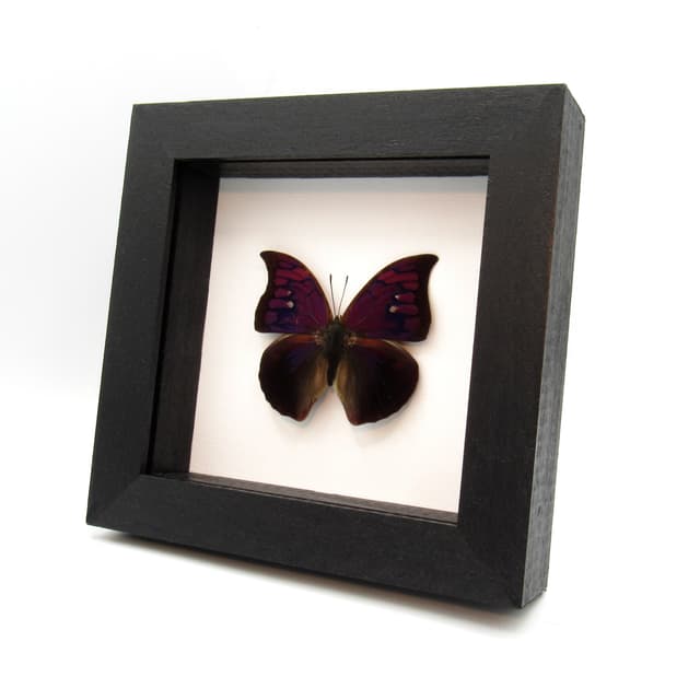 Rare purple butterfly framed taxidermy - Anaea tyrianthina