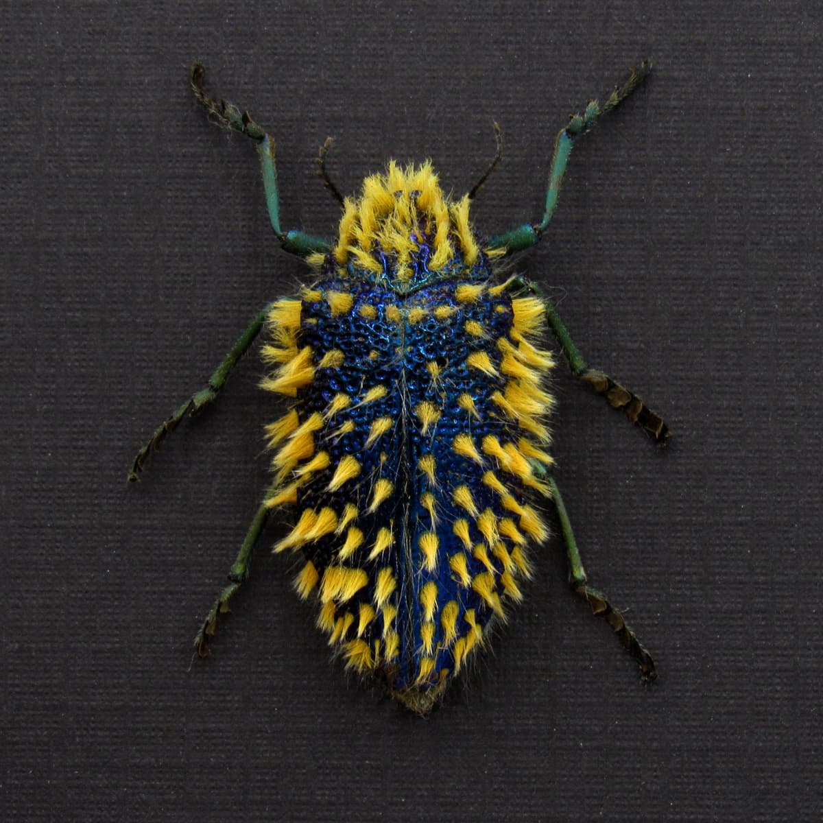 Rare hairy blue Jewel beetle framed taxidermy - Julodis viridipes
