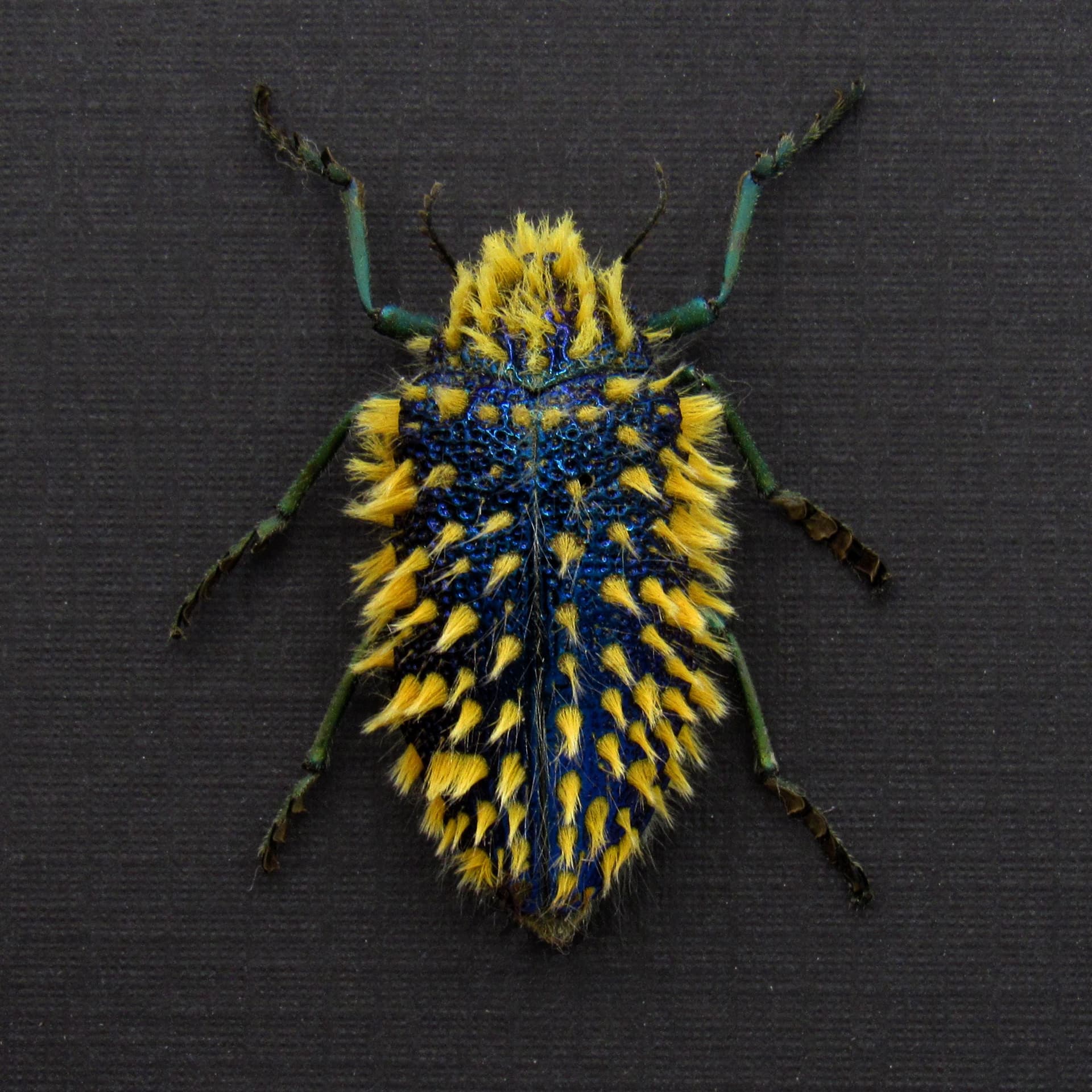 Rare hairy blue Jewel beetle framed taxidermy - Julodis viridipes
