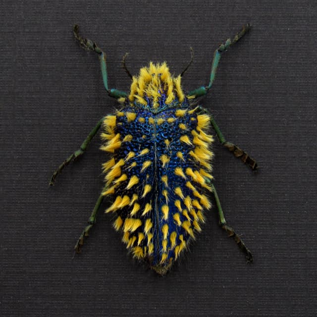 Rare hairy blue Jewel beetle framed taxidermy - Julodis viridipes