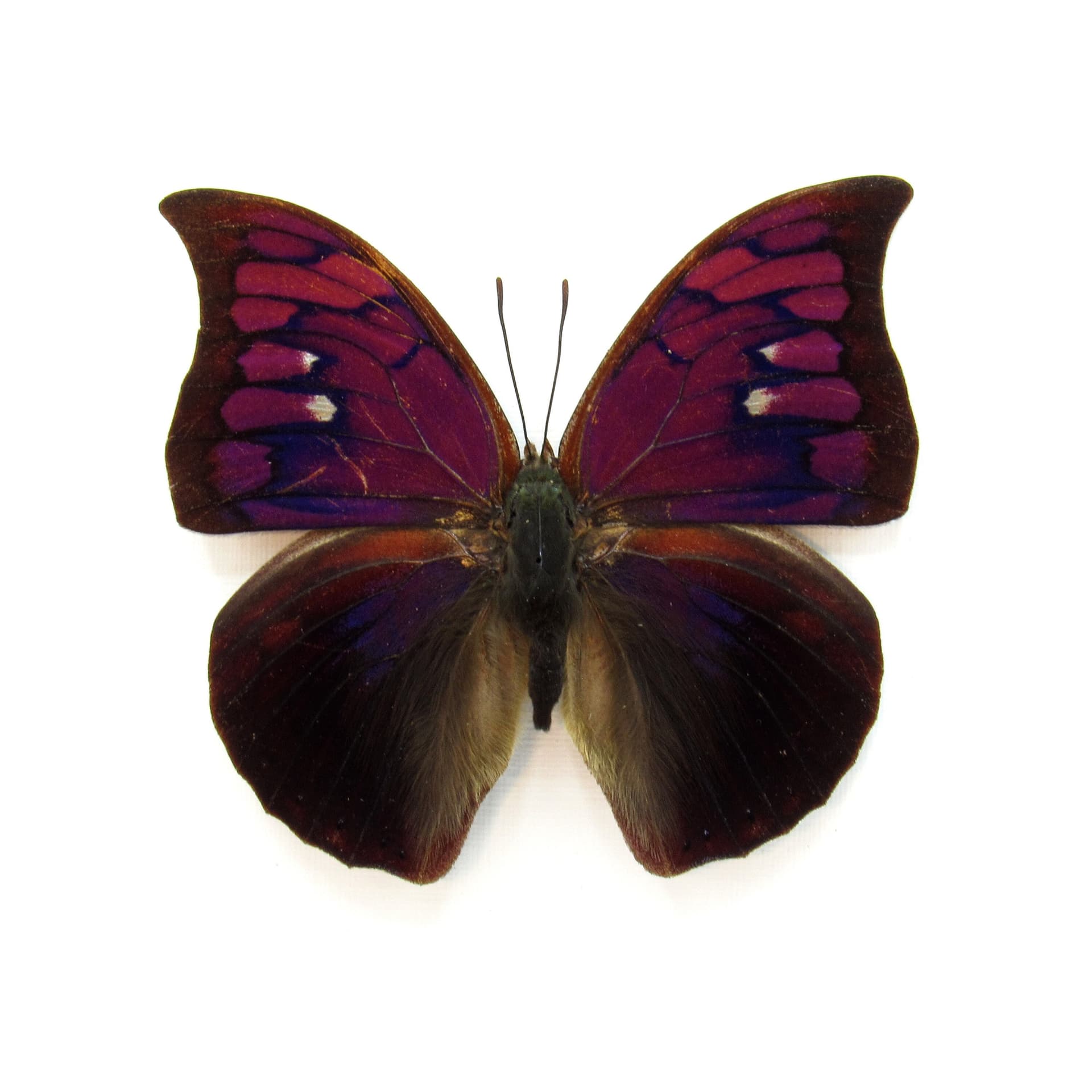 Rare purple butterfly framed taxidermy - Anaea tyrianthina