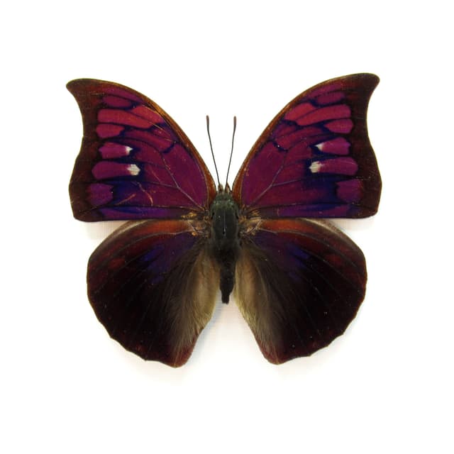Rare purple butterfly framed taxidermy - Anaea tyrianthina