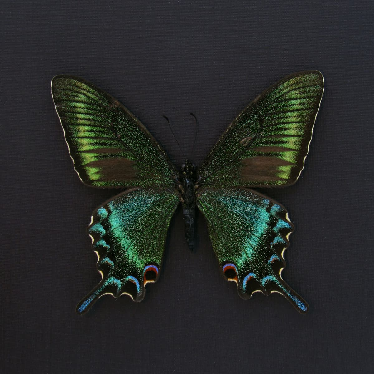 Real Alpine Black Swallowtail framed taxidermy - Papilio maackii - spring form