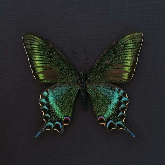 Real Alpine Black Swallowtail framed taxidermy - Papilio maackii - spring form