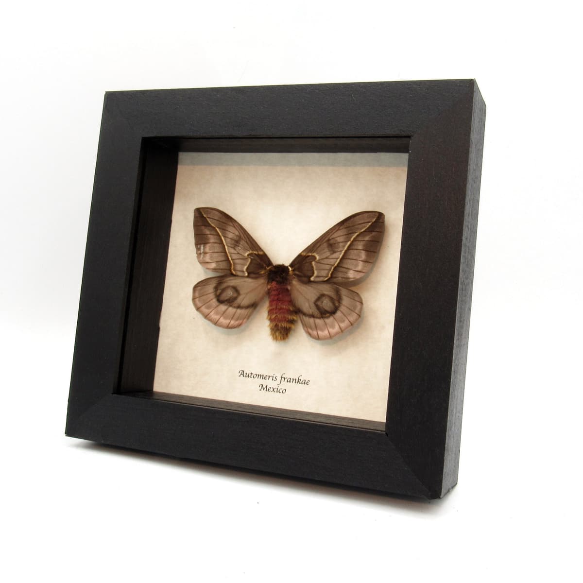 Rare pink Saturn moth framed taxidermy - Automeris frankae - female - minor damage/missing antenna