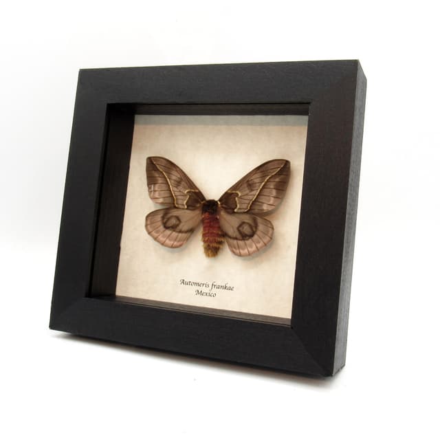 Rare pink Saturn moth framed taxidermy - Automeris frankae - female - minor damage/missing antenna