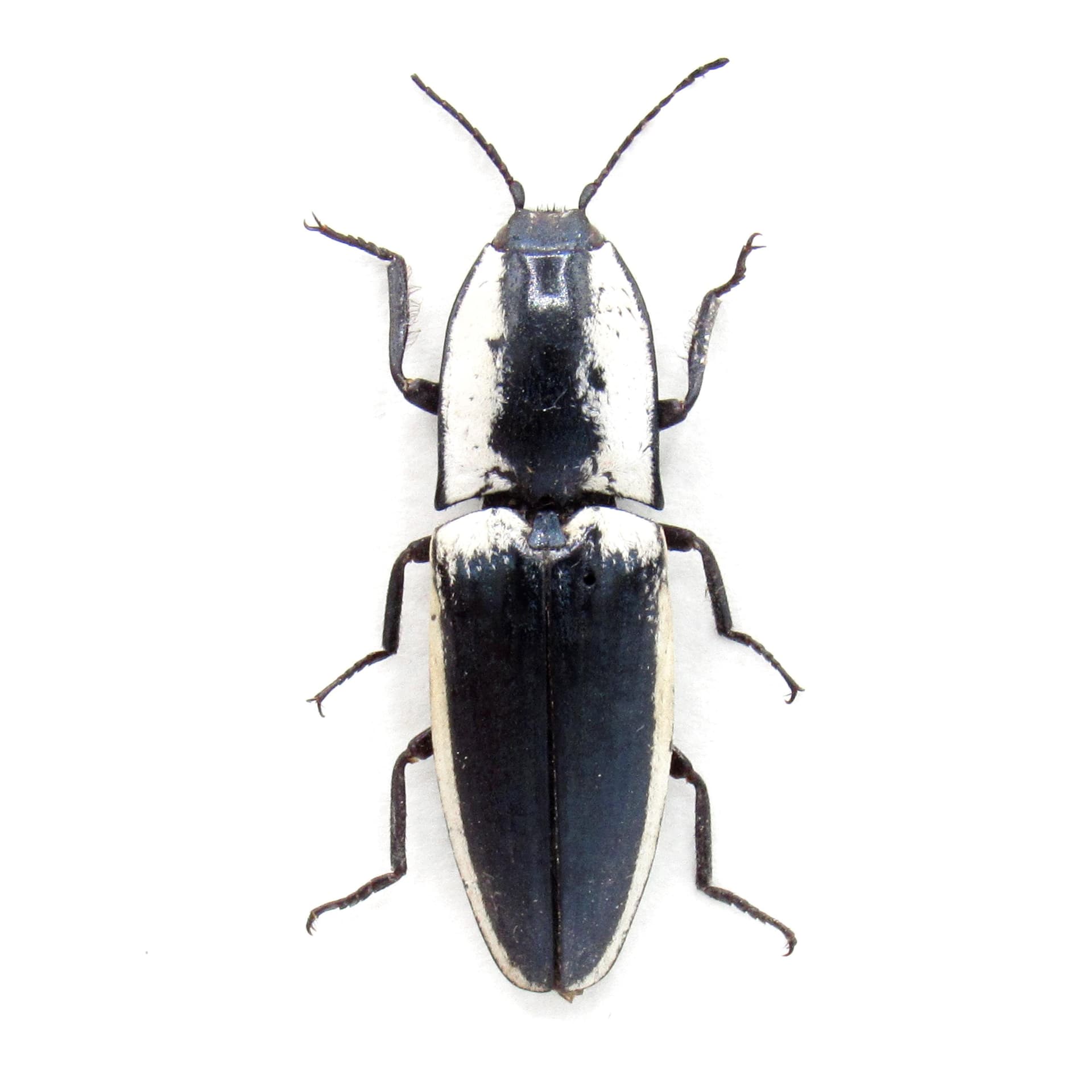 Real Black and White Click Beetle framed taxidermy - Chalcolepidius webbii