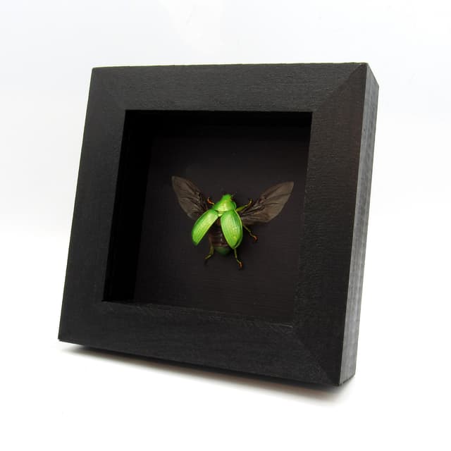 Large Jewel Scarab beetle framed taxidermy - Chrysina woodi