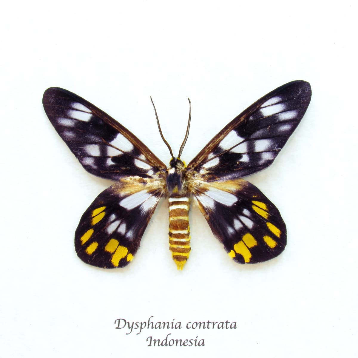 Real yellow False Tiger moth framed taxidermy - Dysphania contrata
