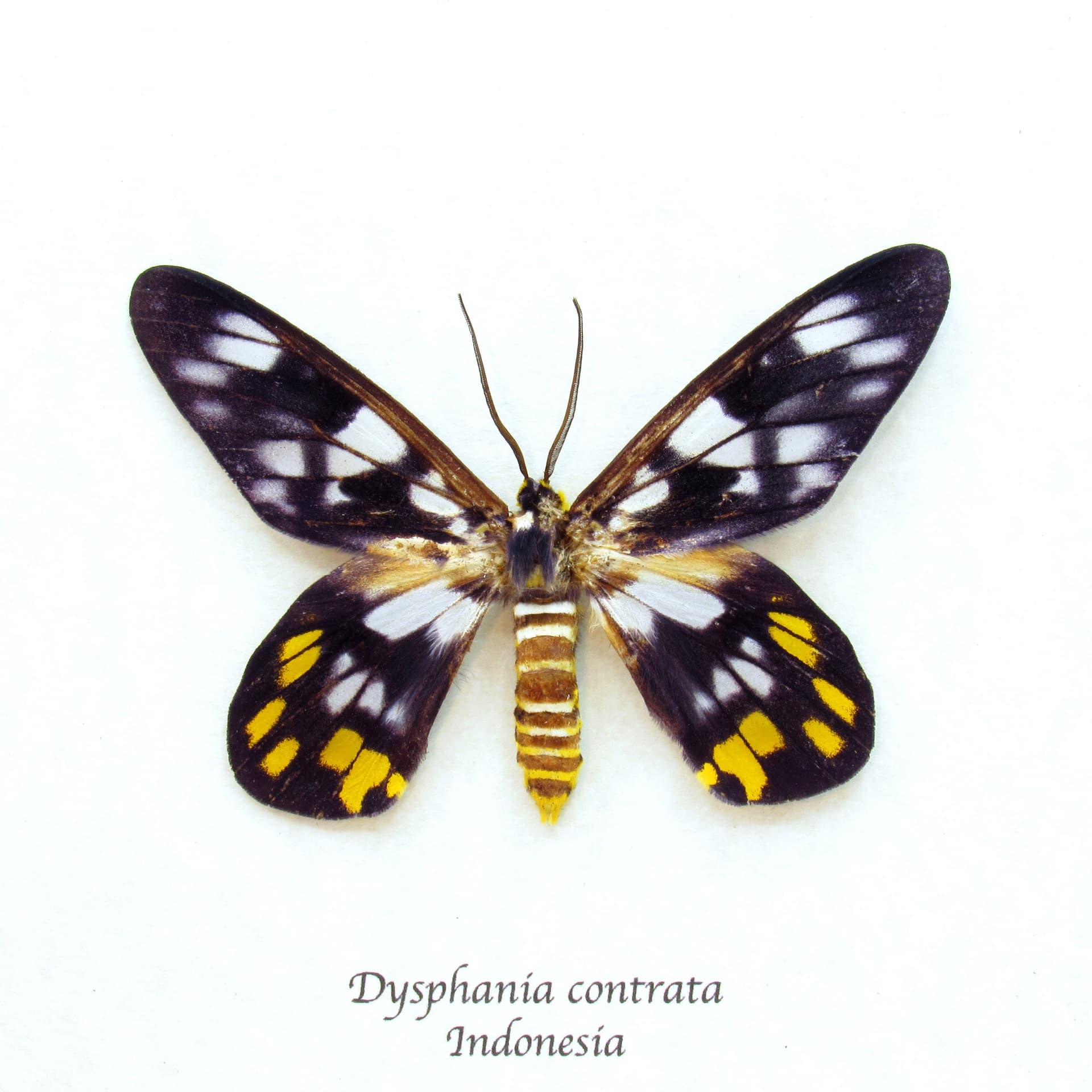 Real yellow False Tiger moth framed taxidermy - Dysphania contrata