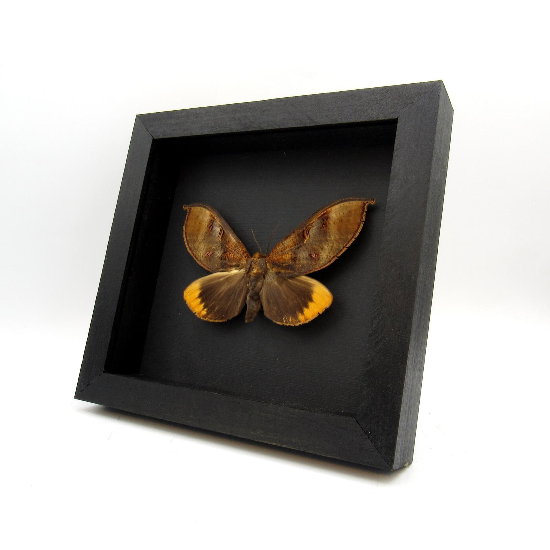Large real fruit sucking leaf mimic moth framed taxidermy - Phyllodes species