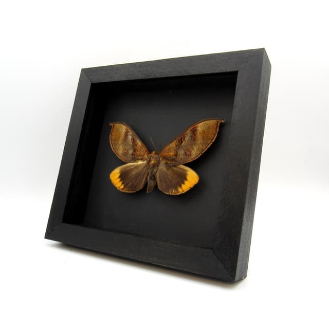 Large real fruit sucking leaf mimic moth framed taxidermy - Phyllodes species